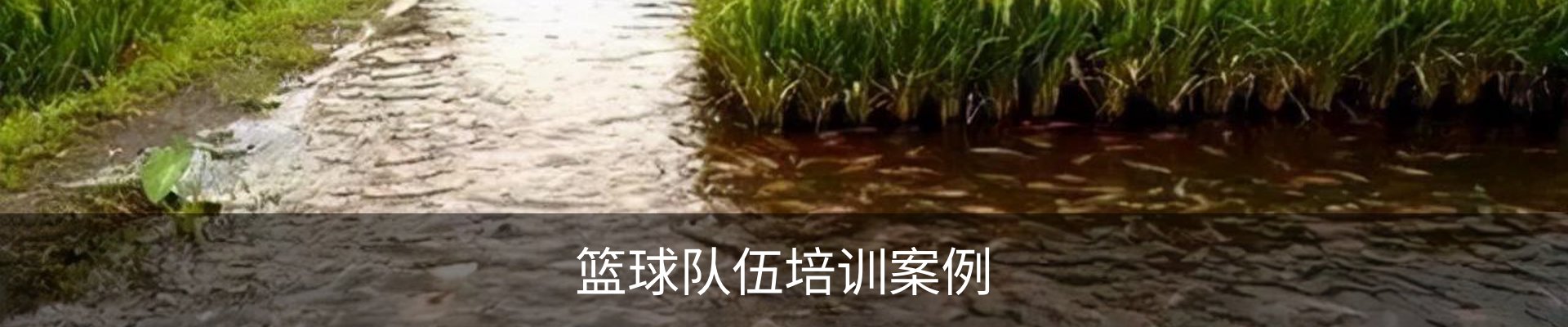 篮球队伍培训案例
